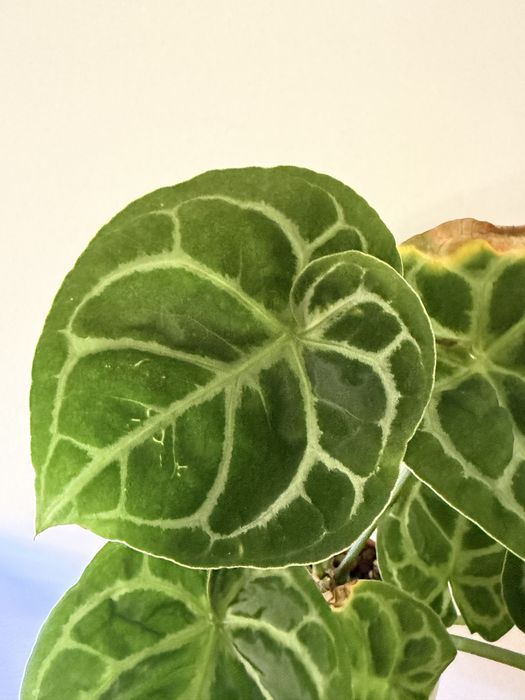 Anthurium diversos