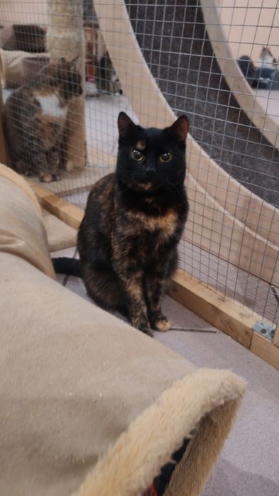 Кошечки черепашки в дар