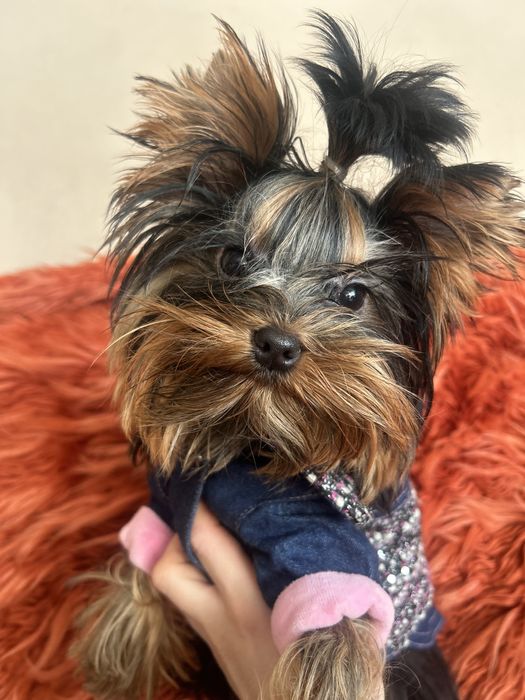 Mini suczka Yorkshire terrier