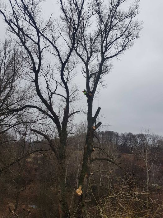 Wycinka drzew, rębak,  frezowanie pni,  mobilny trak, tartak