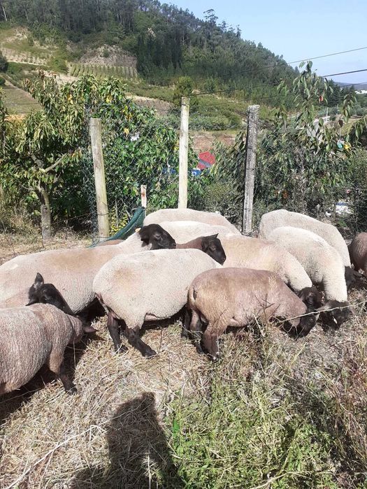 vendo 5 ovelhas da raça sufollk