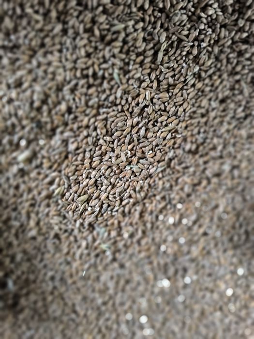 Sprzedam zboże jęczmień pszenica pszenżyto kukurydzę