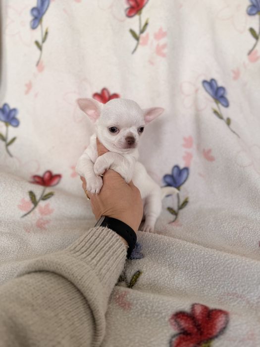 Excecional mini menino Chihuahua/chihuahua de Qualidade