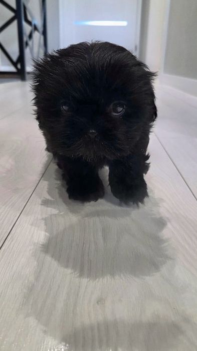 Shih tzu czarny piesek
