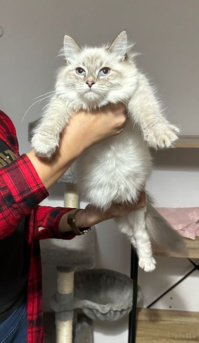 Kociak Syberyjski Neva Masquerade po Championach, nie Ragdoll