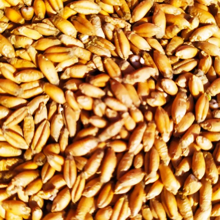 Pszenica - Pszenżyto -  zbiór 2025r