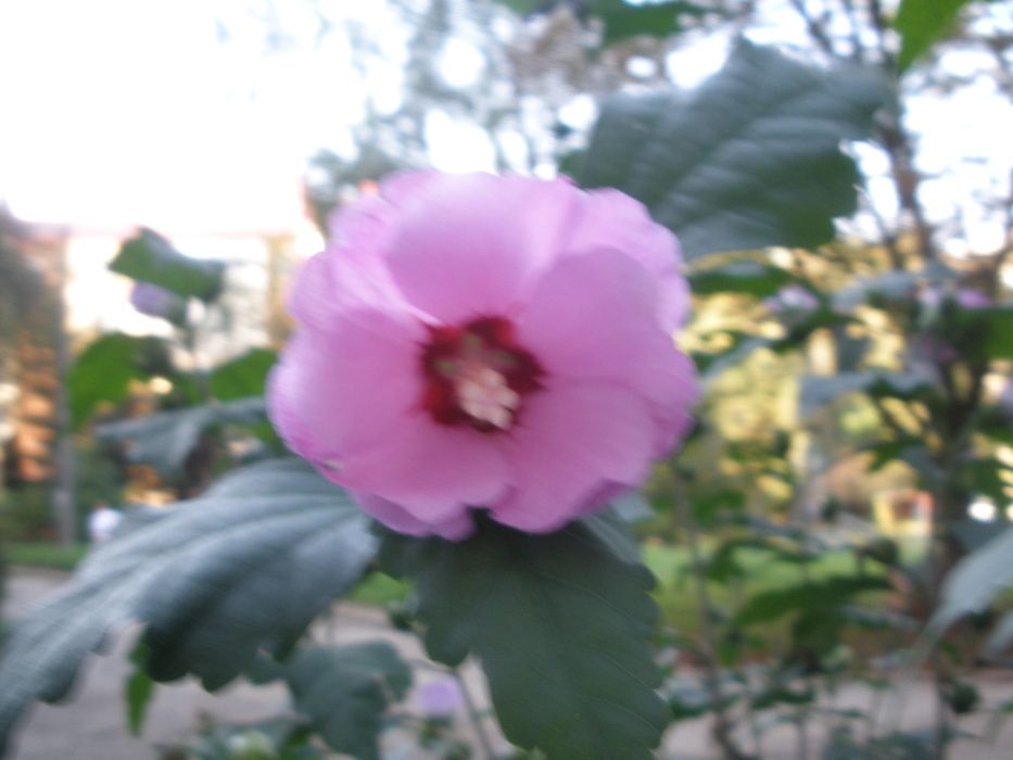 саженцы грунтовой китайской розы(гибискус)