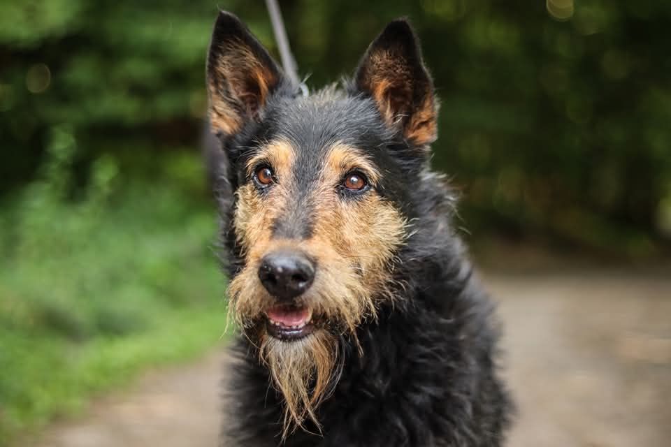 Odważny pies w typie teriera szuka domu  / do adopcji