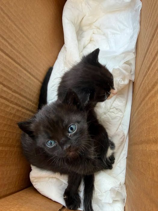 Gatinho preto adoção