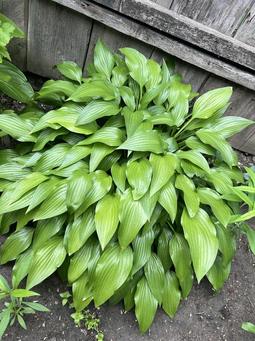 Садові квіти,хоста та мімоза