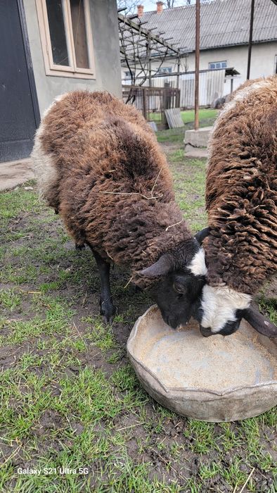 дорпер з романівською овечки