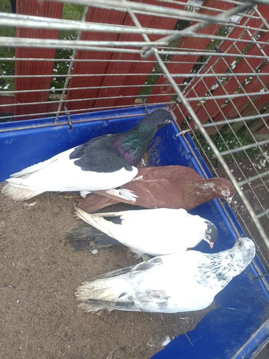 Sprzedam gołębie rasowe 7  sztuk MOŻLIWOŚĆ WYSYŁKI