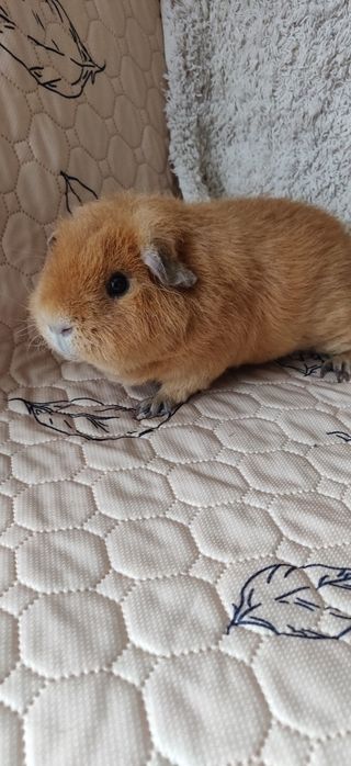 Морская свинка Тедди 1 год