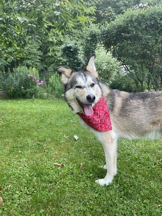 Pies piesek do adopcji