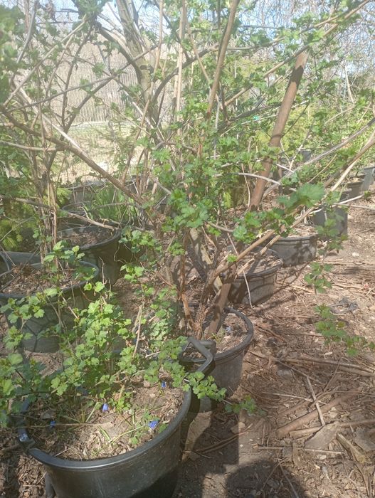 Porzeczkoagrest  w donicy