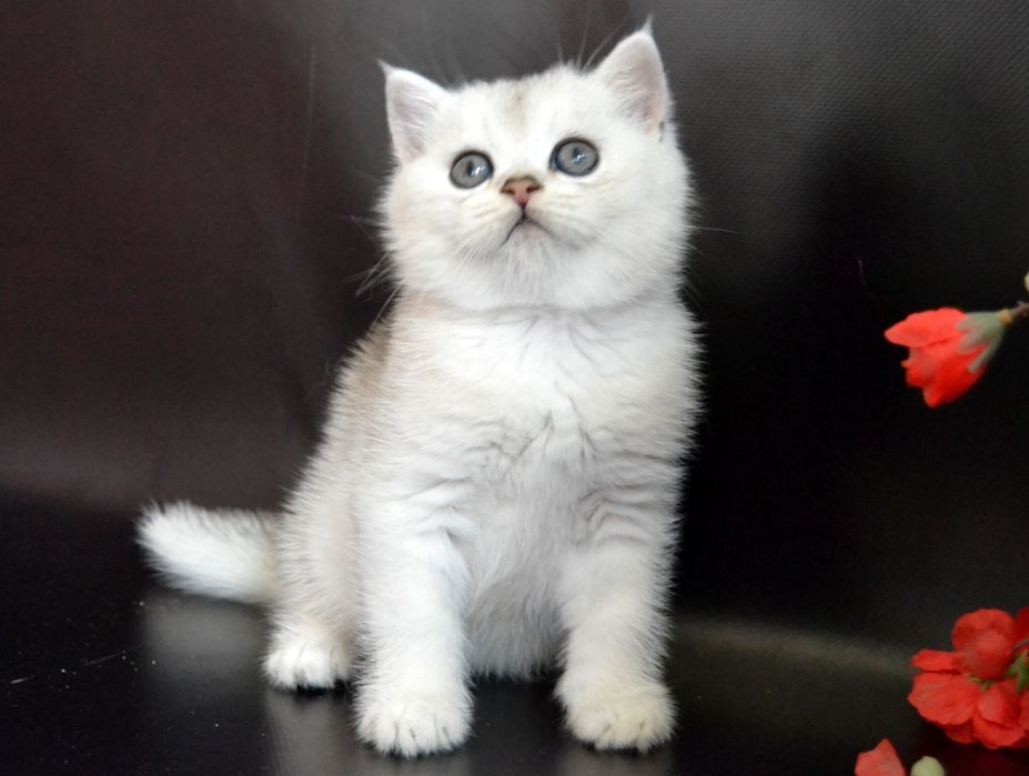 Британские серебристые шиншиллы