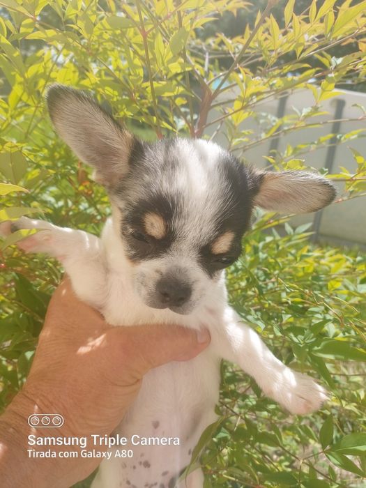Lindo chihuahua machinho