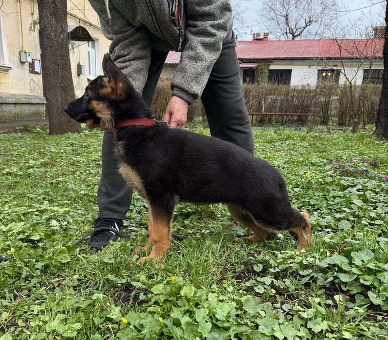 Племене  цуценя німецькоі вівчарки