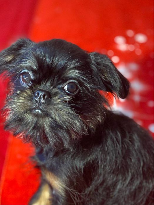 Бельгійськи гріффони