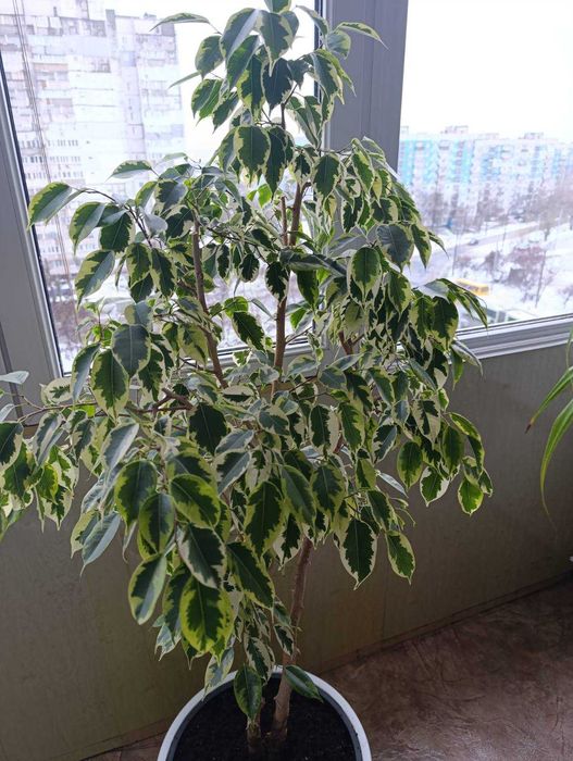 Пестролистный сорт фикуса бенджамина