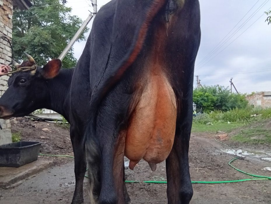 Продам тільні корови.корова. джерсей, чорноряба.