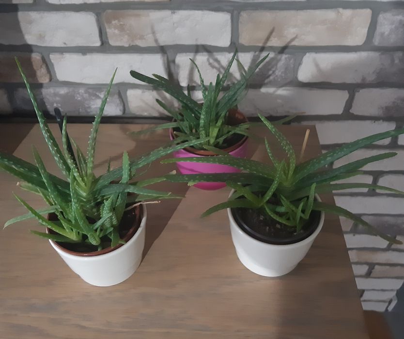 Kwiatek Aloes Aloe vera