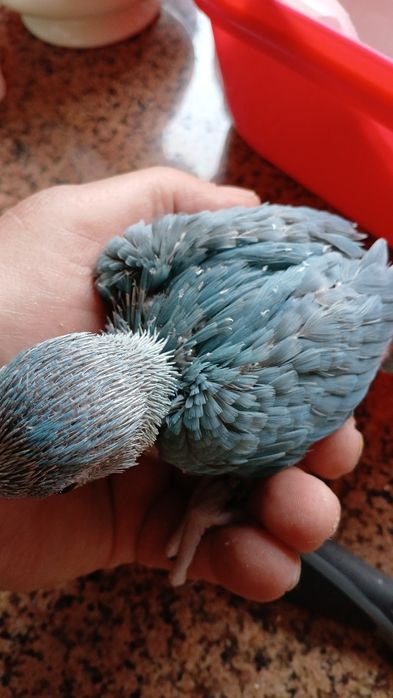 Ringneck  para a cabar de criar a mão