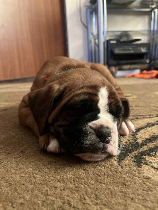 Suczka bokser biszkoptowe