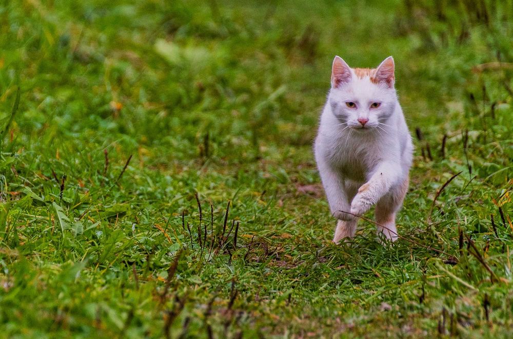 Młode kociaki do adopcji