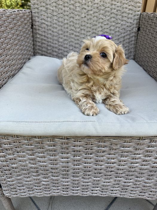 Maltipoo mini suczka