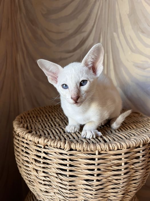 Орієнтальні дівчата