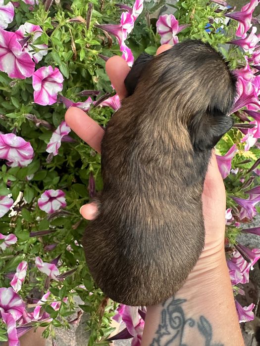 Shih tzu  czekaja :)