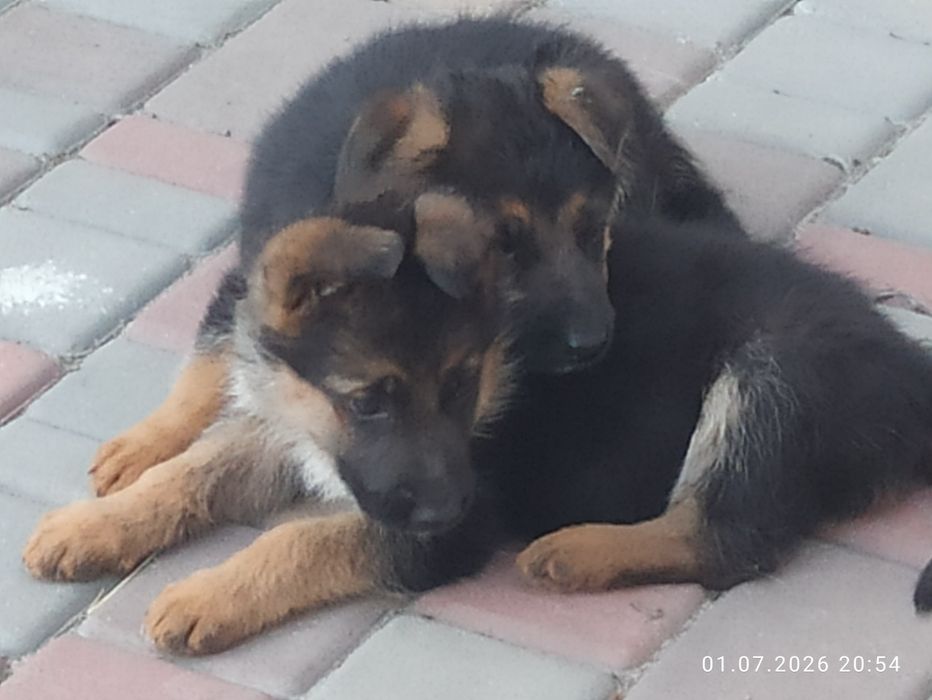 Цуценята німецької вівчарки шукають люблячу родину