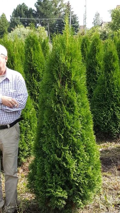 TUJA SZMARAGD Thuja smaragd 350 cm kopane maszyna TRANsport