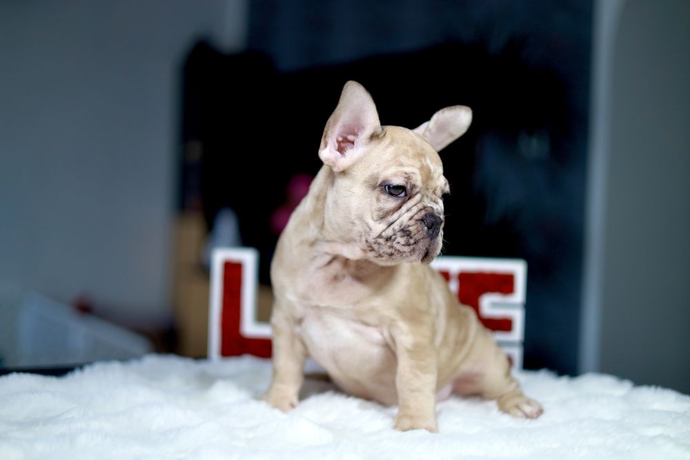 Buldog Francuski