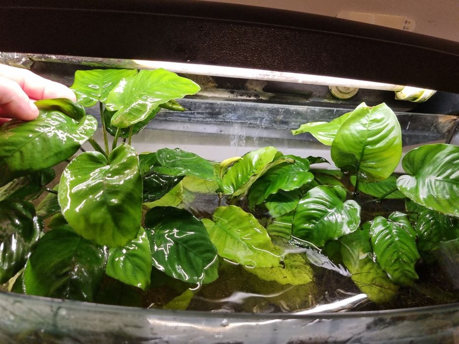 Roślinki do akwarium anubias