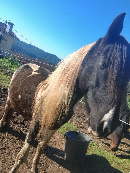 Cavalo macho de raça Pampa Brasileiro