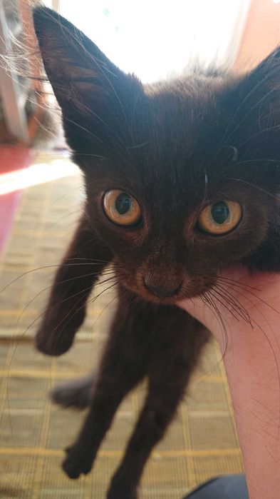 Котик у добрі руки