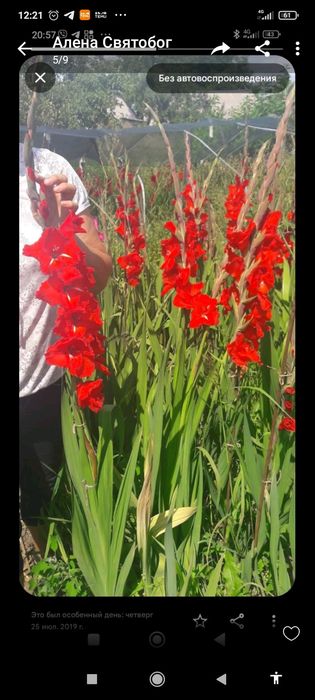 Гладіолуси сортові червоні, посадковий матеріал.