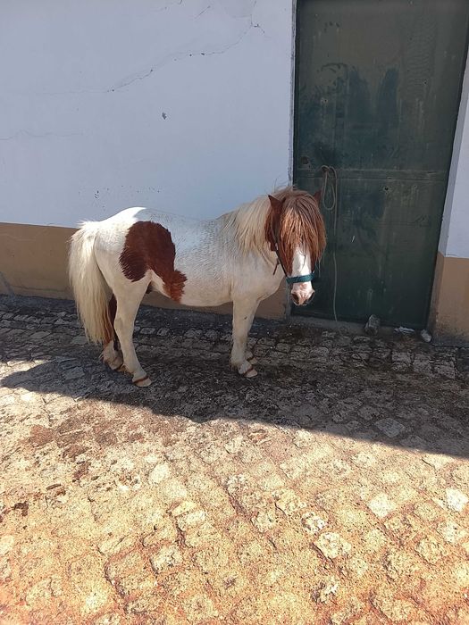 Pônei muito manso