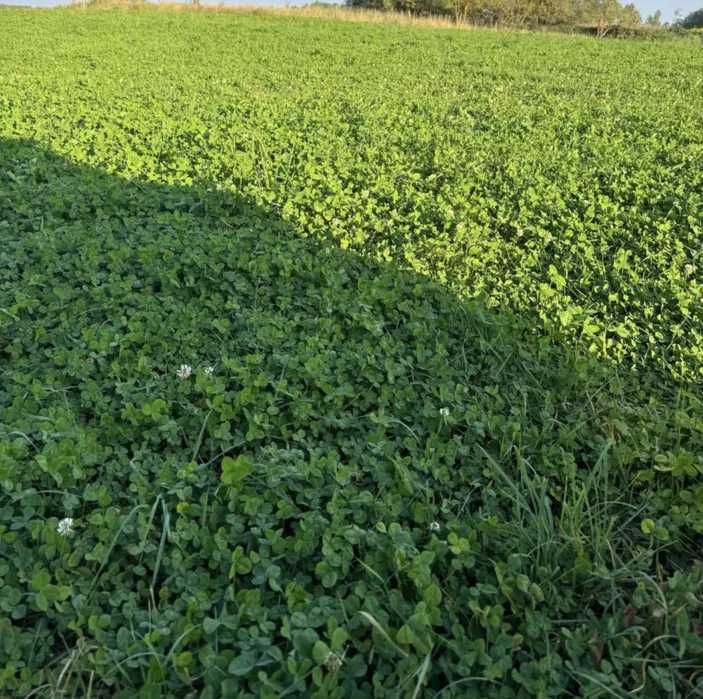 Kukurydza sianokiszonka siano słoma w belach lucerna koniczyna