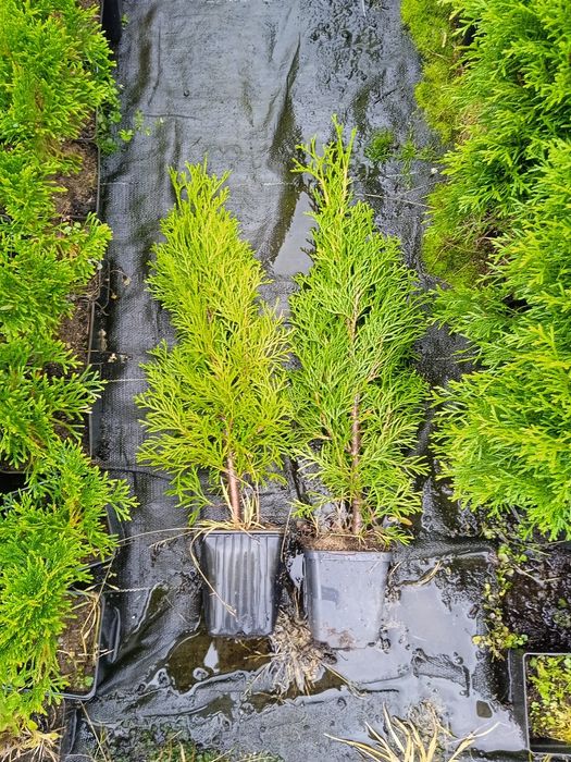 Tuja szmaragd w doniczce p9