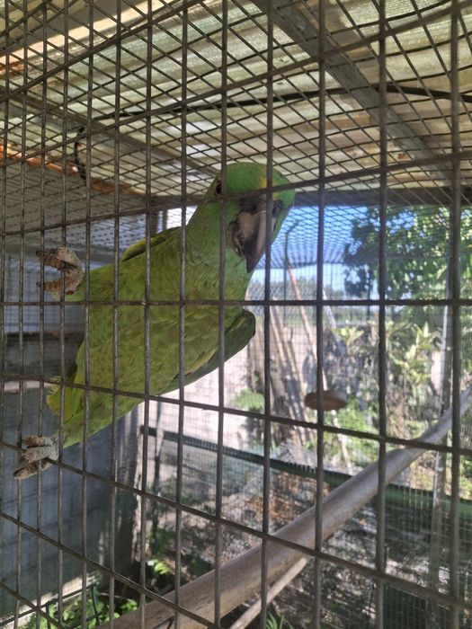 Amazona auropalliata fêmeas