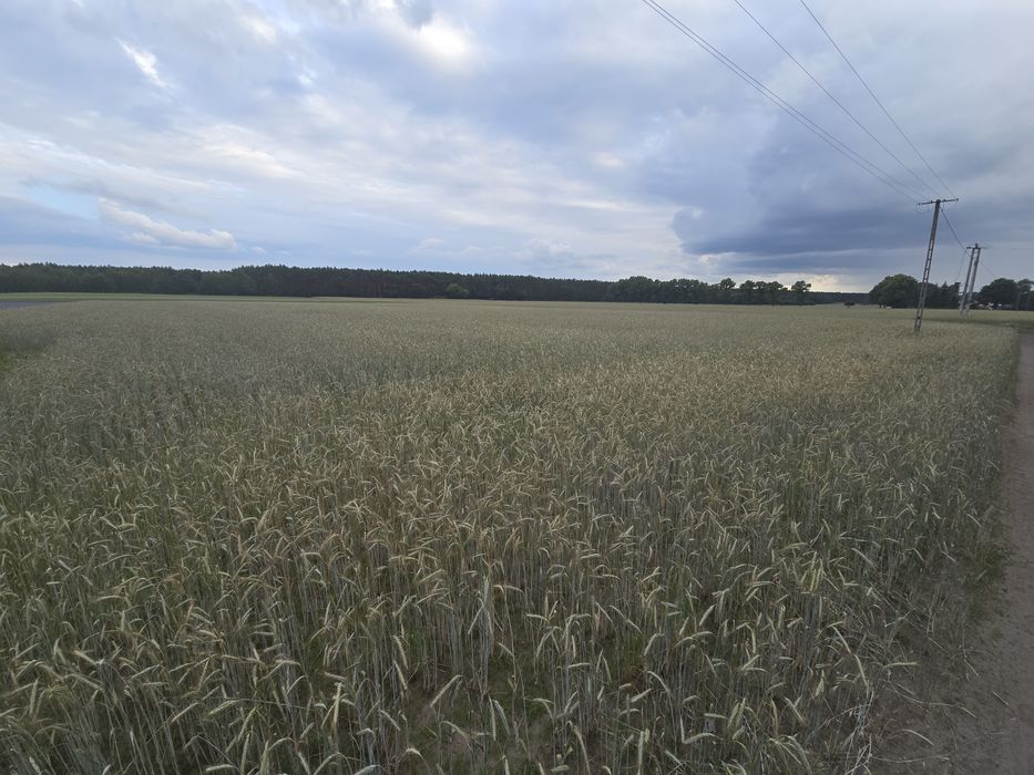 Działki budowlane z warunkami zabudowy.