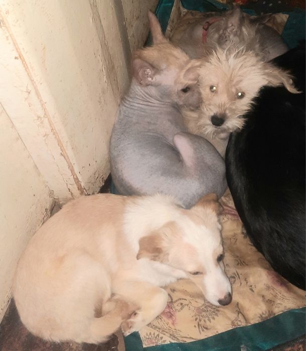 Цуценята шукають дім