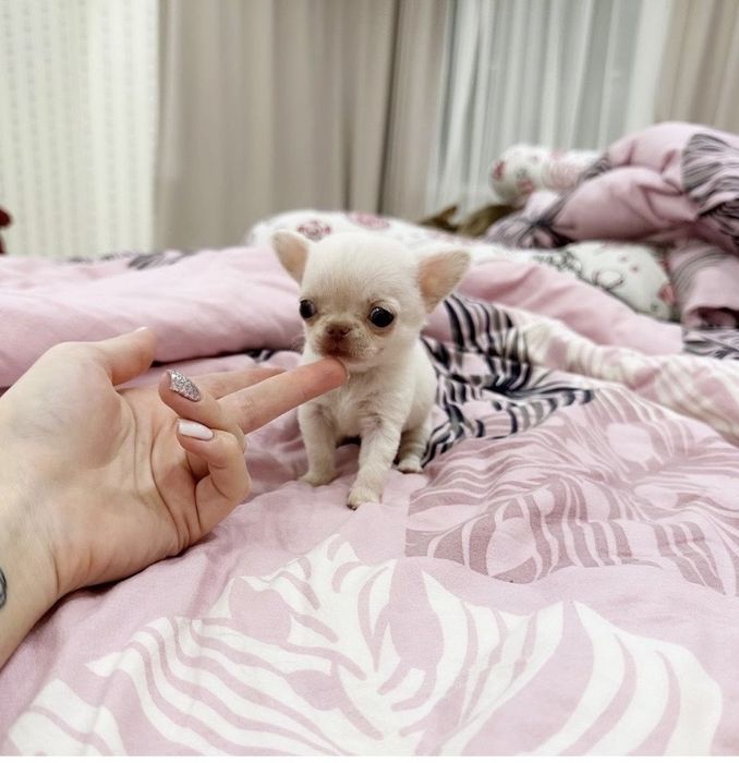 Класнючий міні-міні хлопчик чіхуахуа