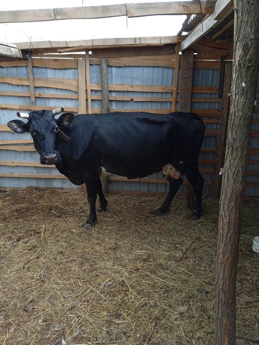 Купимо коров самовивіз