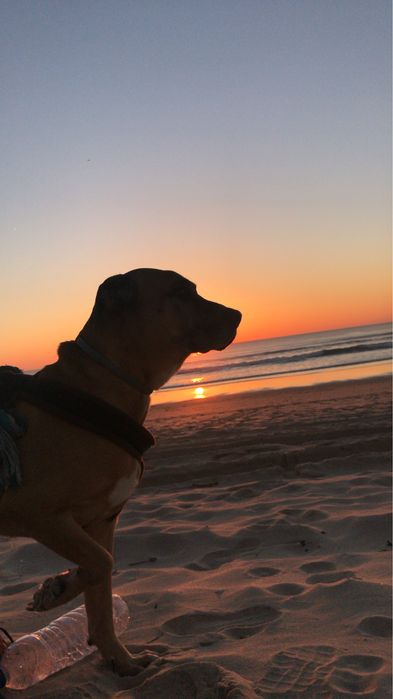 Pet Sitter | Cuidado responsável