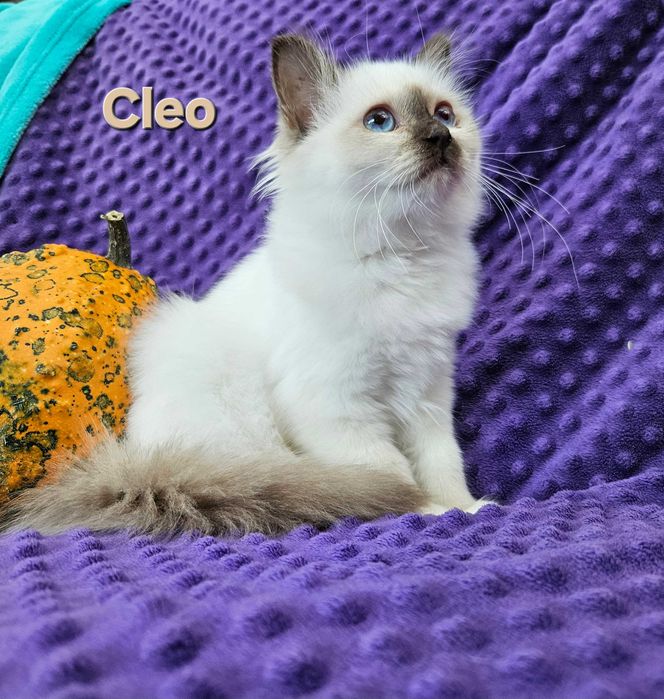 Cleo- Święty Kot Birmański