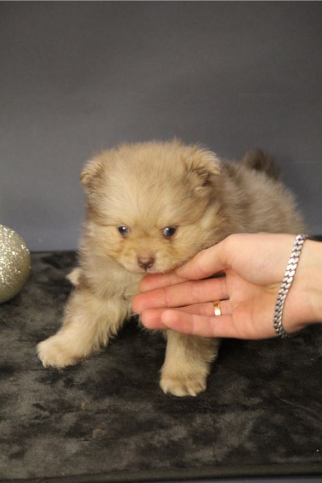 На бронь хлопчик шпиц , резервируем